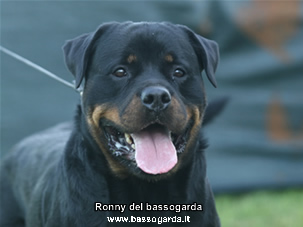 Ronny del bassogarda